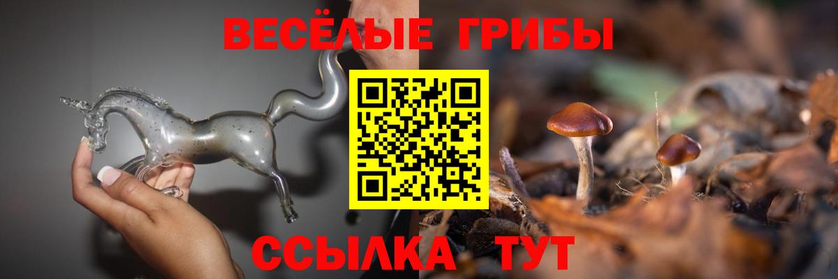 где продают   Вход с VPN  Бийск  Псилоцибиновые грибы Psilocybe 